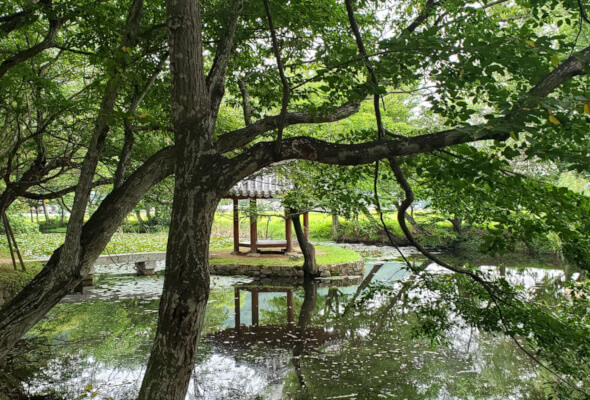 Small pavilion in the middle of a pond with trees growing over the water