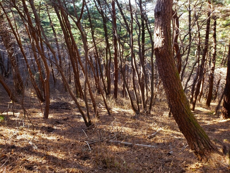 A pine forest at Jwaisan mountain