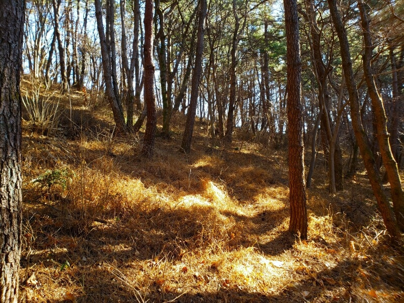 A small trail through pines below a mountain ridge